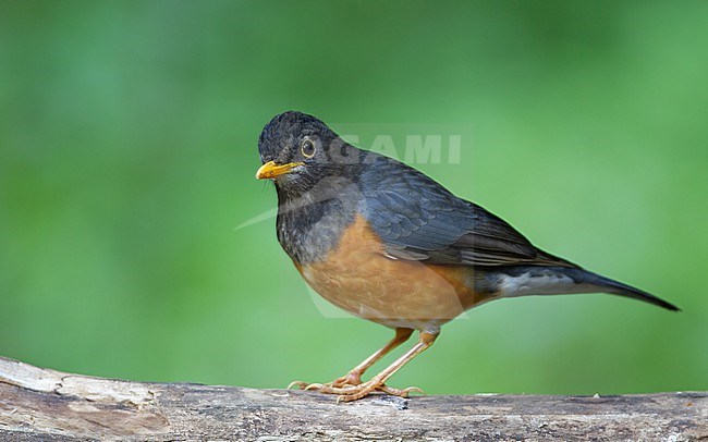 Black-breasted Thrush (Turdus dissimilis) adult male at Doi Angkang, Thailand stock-image by Agami/Helge Sorensen,