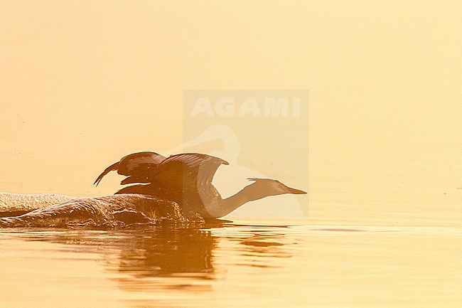 Fuut, Great Crested Grebe, Podiceps cristatus pair in territorial fight at sunrise in the mist stock-image by Agami/Menno van Duijn,