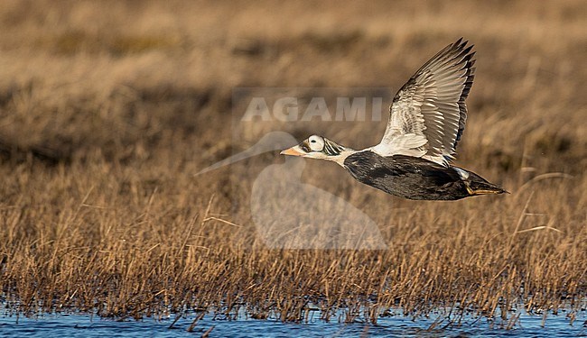 Adult male Spectacled Eider (Somateria fischeri) in flight over tundra near Utqiagvik (Barrow), northern Alaska in the United States. stock-image by Agami/Ian Davies,