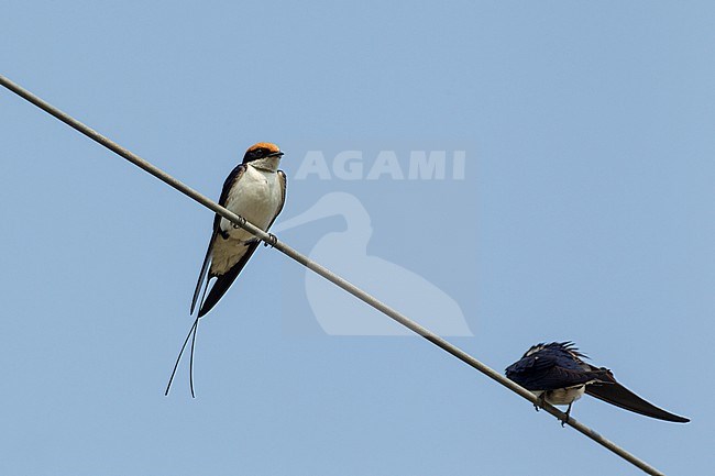 Wire-tailed Swallow (Hirundo smithii), two birds resting on wires in Khajuraho, India stock-image by Agami/Helge Sorensen,