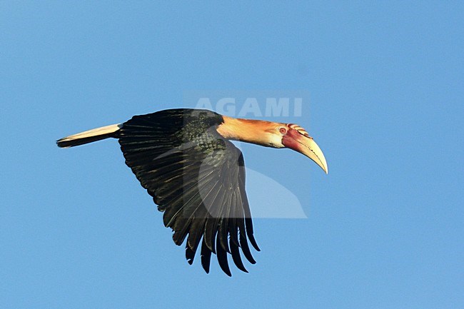 Papoea-jaarvogel, Blyth's Hornbill, Rhyticeros plicatus stock-image by Agami/Laurens Steijn,