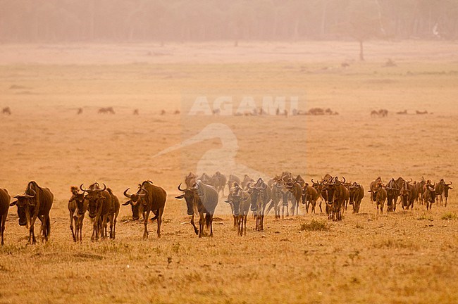 Migrating wildebeests, Connochaetes taurinus, follow each other across a savanna. Masai Mara National Reserve, Kenya. stock-image by Agami/Sergio Pitamitz,