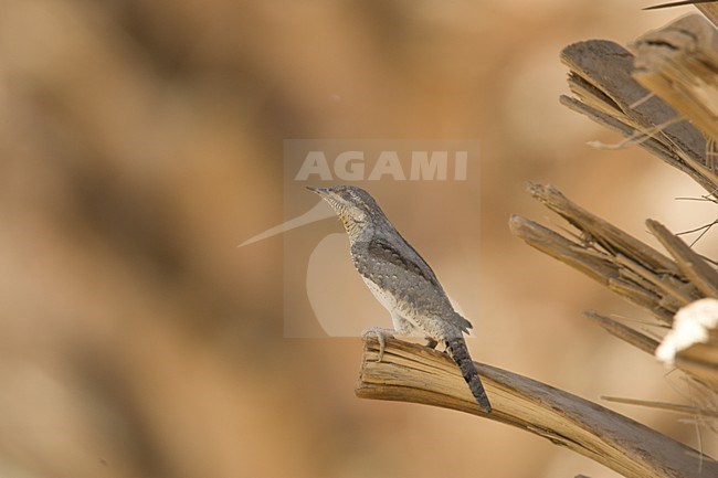 Eurasian Wryneck perched on dead palm tree, Draaihals zittend in dode palmboom stock-image by Agami/Arie Ouwerkerk,