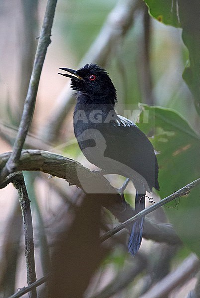 Adult male Fringe-backed Fire-eye (Pyriglena atra) singing from a branch in the understory of Atlantic rainforest in Brazil. Also known as Swainson's fire-eye. stock-image by Agami/Harvey van Diek,