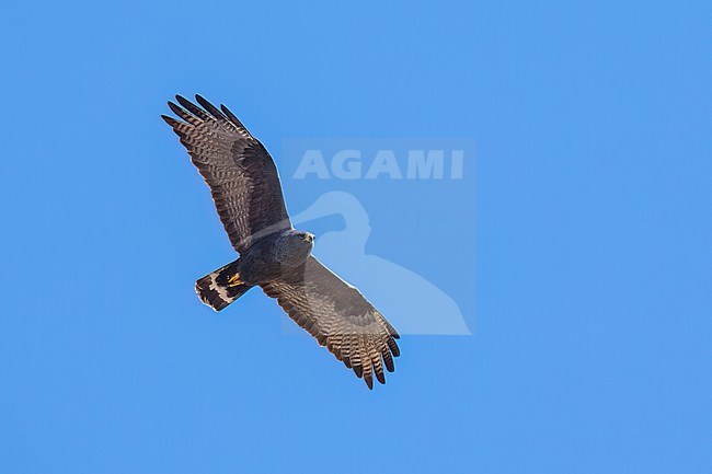 Adult
Pima Co., AZ
April 2024 stock-image by Agami/Brian E Small,