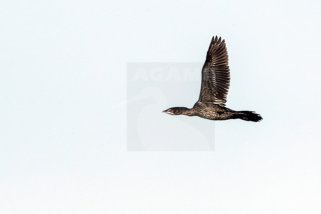 Pygmy Cormorant (Microcarbo pygmaeus) at the Bulgarian coast during autumn migration. stock-image by Agami/Marc Guyt,