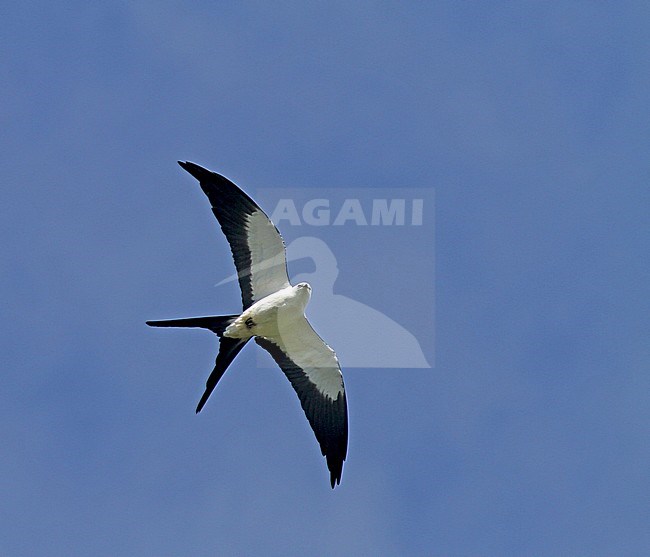 Zwaluwstaartwouw in vlucht; Swallow-tailed Kite (Elanoides forficatus) in flight stock-image by Agami/Pete Morris,