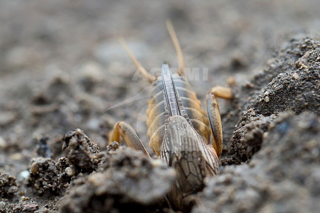 Veenmol, Mole cricket stock-image by Agami/Rob de Jong,