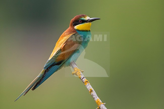 Bijeneter, European Bee-eater, Merops apiaster stock-image by Agami/Daniele Occhiato,