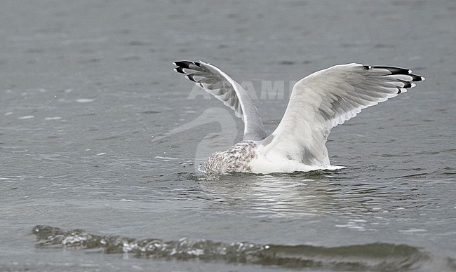 Adult American Herring Gull (Larus smithsonianus) foraging in shallow sea water at Stone Harbor, New Jersey, USA. Its head under water, trying to catch something. stock-image by Agami/Helge Sorensen,