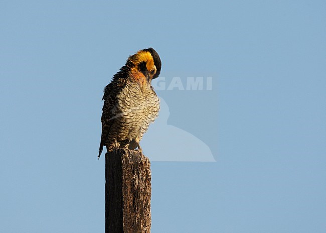 Campogrondspecht zittend tegen paal; Campo Flicker perched against pole stock-image by Agami/Roy de Haas,