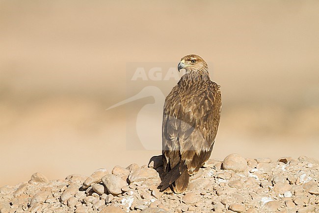 Eastern Imperial Eagle - Kaiseradler - Aquila heliaca, Oman, 3rd cy stock-image by Agami/Ralph Martin,