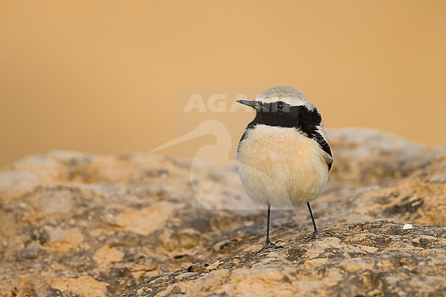 Desert Wheatear - Wüstensteinschmätzer - Oenanthe deserti, Oman, adult male stock-image by Agami/Ralph Martin,