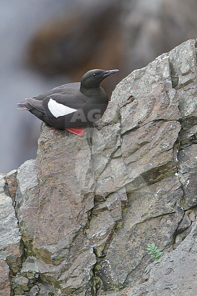 Black Guillemot (Cepphus grylle) perched on a cliff off Newfoundland, Canada. stock-image by Agami/Glenn Bartley,