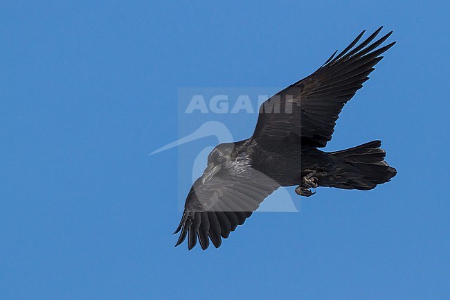 Common Raven, Raaf, Corvus corax ssp. corax, Norway stock-image by Agami/Ralph Martin,