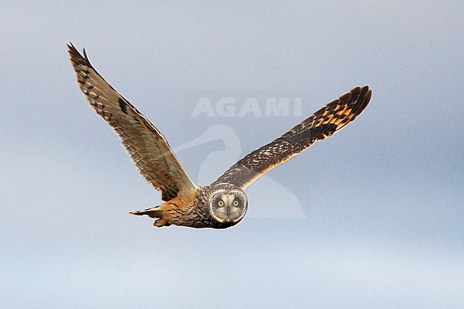 Velduil in vlucht; Short-eared Owl in flight stock-image by Agami/Jari Peltomäki,