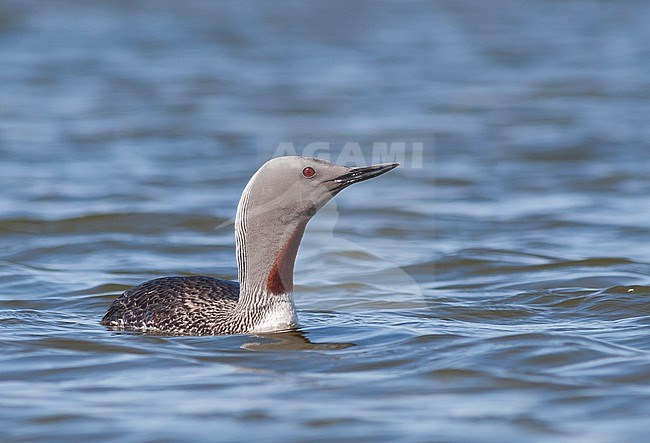 Red-throated Loon - Sterntaucher - Gavia stellata, Iceland, adult breeding stock-image by Agami/Ralph Martin,