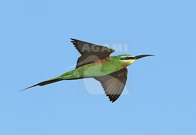 Adult Blue-cheeked Bee-eater (Merops persicus) at Khawr Dhurf in Oman. stock-image by Agami/Aurélien Audevard,
