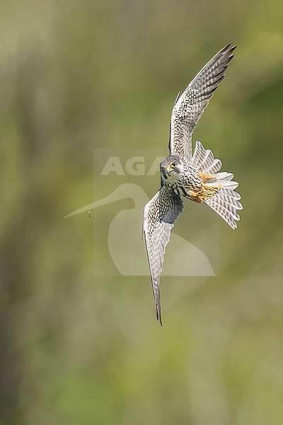 Eurasian Hobby (Falco subbuteo) hunting insects in front of green background in Switzerland. stock-image by Agami/Marcel Burkhardt,