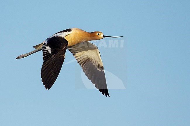 Adult female American Avocet (Recurvirostra americana) in breeding plumage flying over freshwater lake in Galveston Co., Texas, USA. stock-image by Agami/Brian E Small,