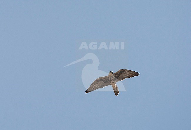 Lanner falcon in flight stock-image by Agami/Roy de Haas,