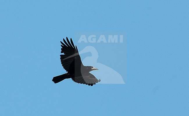 Rook (Corvus frugilegus) in flight stock-image by Agami/Roy de Haas,