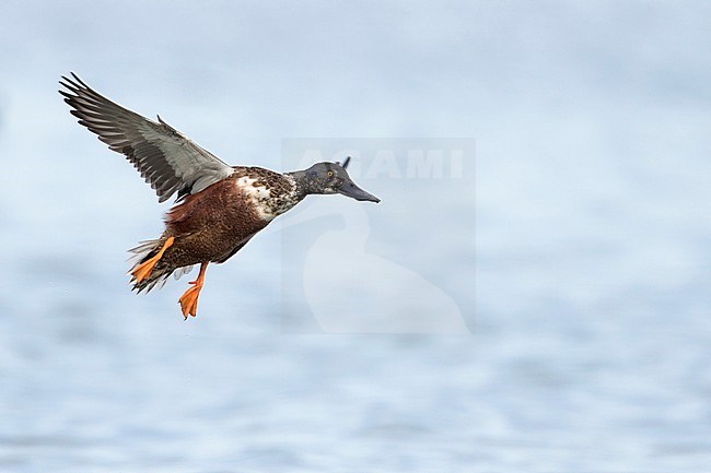 Northern Shoveler - Löffelente - Spatula clypeata, Germany, 2nd cy male stock-image by Agami/Ralph Martin,