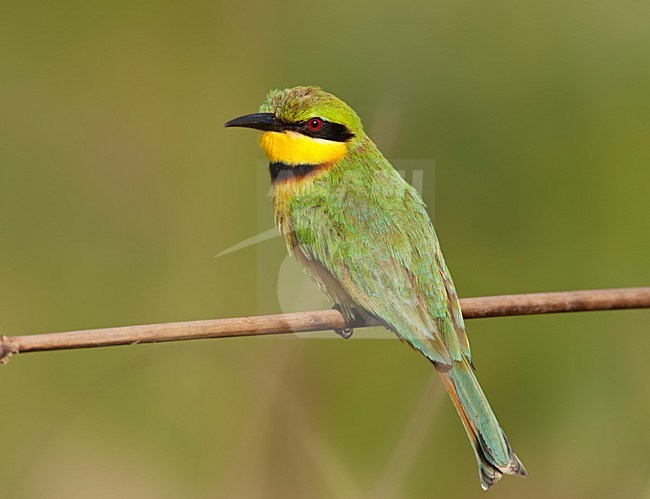 Dwergbijeneter, Little Bee-eater, Merops pusillus stock-image by Agami/Marc Guyt,