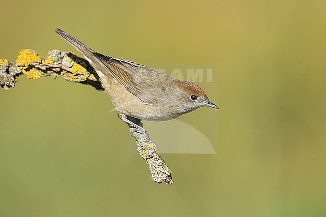 Female Eurasian Blackcap stock-image by Agami/Alain Ghignone,