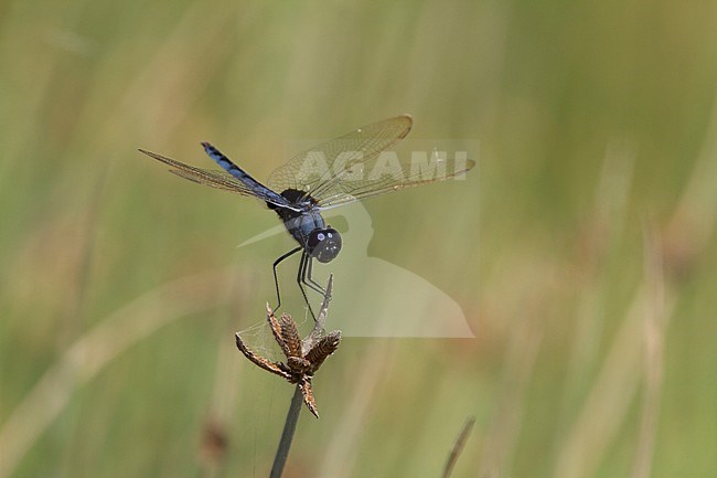 ,Blue Basker (Urothemis edwardsii) stock-image by Agami/Ralph Martin,