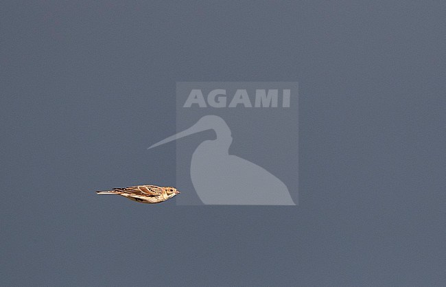 Migrating Lapland Longspur (Calcarius lapponicus) during autumn migration, in flight against dark rain clouds as background in the Netherlands stock-image by Agami/Marc Guyt,