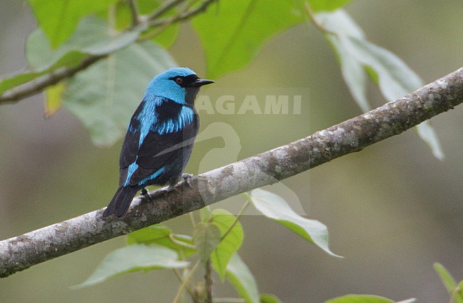 Rooddijpitpit; Scarlet-thighed Dacnis stock-image by Agami/Mike Danzenbaker,