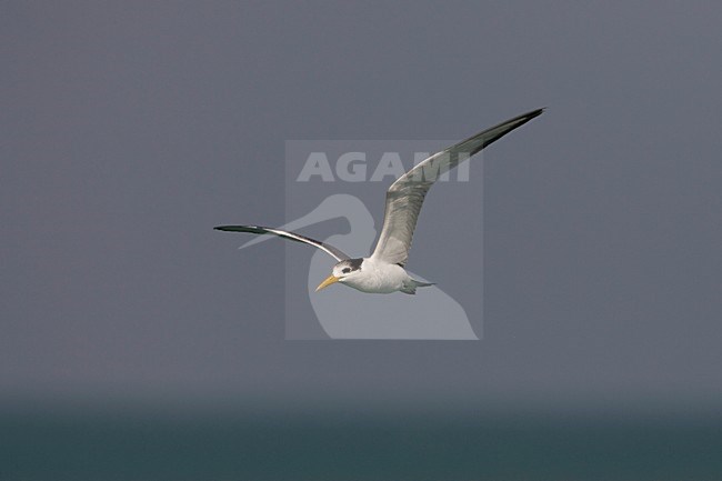 Volwassen Bengaalse Stern in de vlucht; Adult Lesser Crested Tern in flight stock-image by Agami/Arie Ouwerkerk,