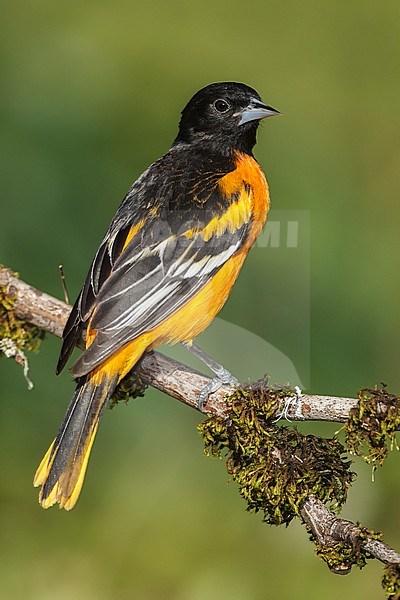 Adult male
Galveston Co., TX
April 2012 stock-image by Agami/Brian E Small,