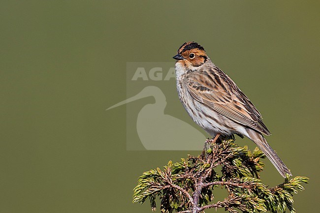 Little Buntint - Zwergammer - Emberiza pusilla, Russia stock-image by Agami/Ralph Martin,