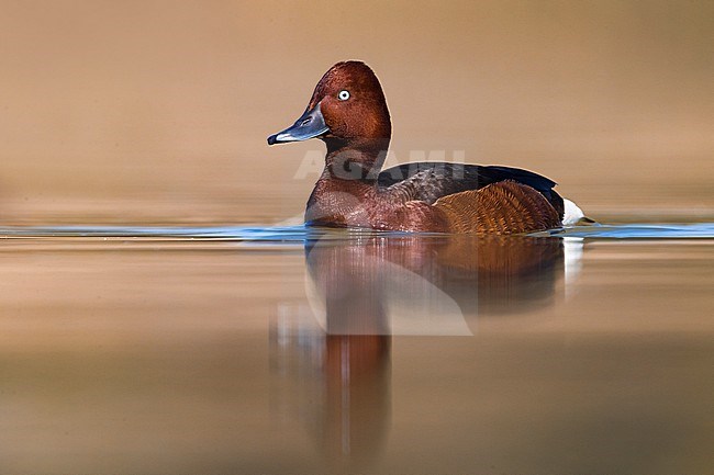 Male Ferruginous Duck, Aythya nyroca, swimming in a lake in Italy. stock-image by Agami/Daniele Occhiato,