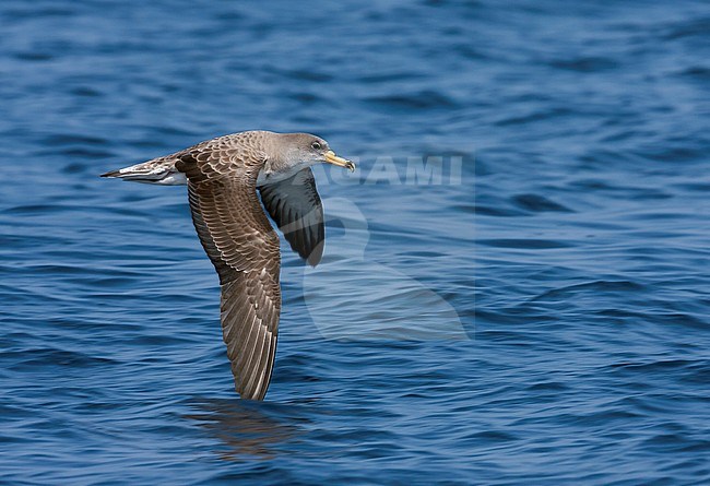 Scopoli's Shearwater - Gelbschnabel-Sturmtaucher - Calonectris diomedea, Spain (Mallorca), adult stock-image by Agami/Ralph Martin,