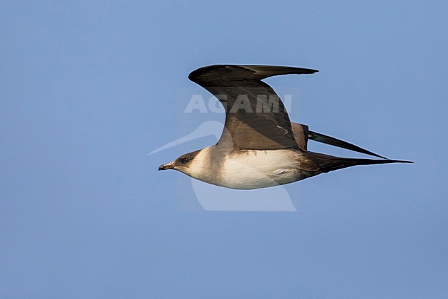 Kleine Jager in vlucht, Arctic Skua in flight stock-image by Agami/Daniele Occhiato,