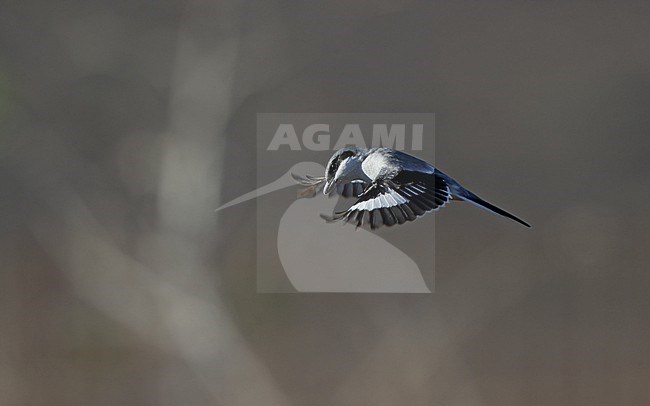 Great Grey Shrike (Lanius excubitor koenigi) in fligth hunting at Fuerteventura, Canary Islands, Spain stock-image by Agami/Helge Sorensen,