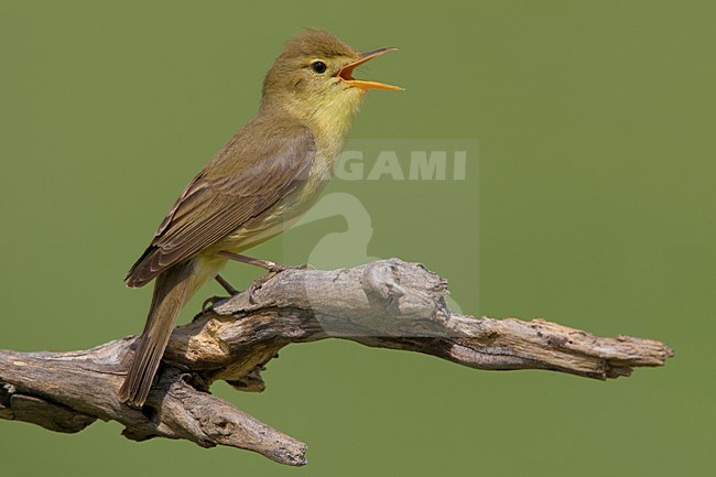 Zingende Orpheusspotvogel; Singing Melodious Warbler stock-image by Agami/Daniele Occhiato,