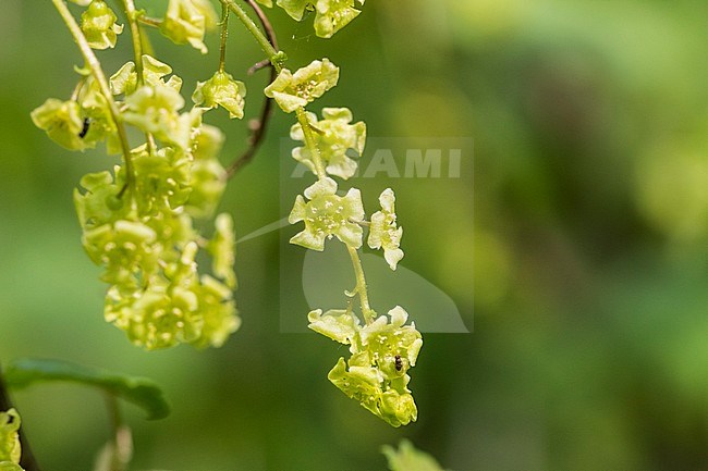 Mountain Currant blossom stock-image by Agami/Wil Leurs,