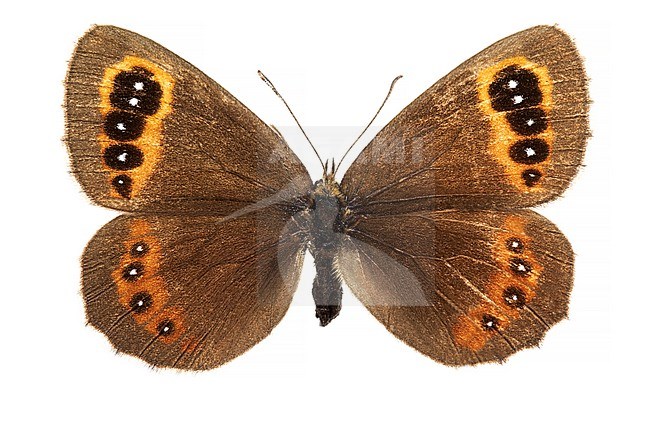 Scotch Argus; zomererebia, Erebia aethiops stock-image by Agami/Wil Leurs,