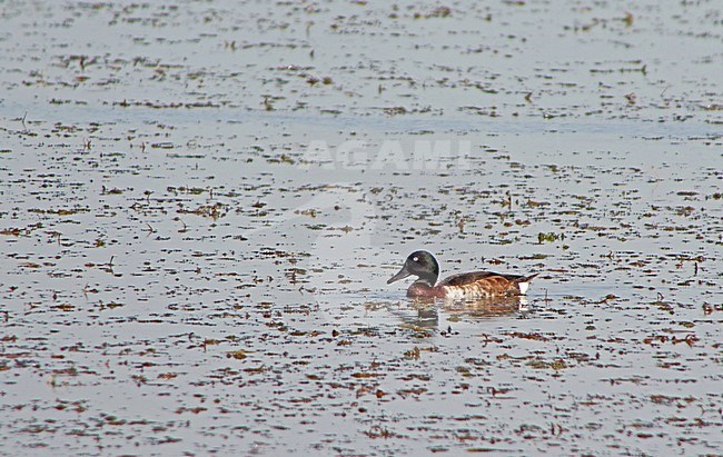 Critically Endangered male Baer's pochard (Aythya baeri) swimming in a Chinese lake. stock-image by Agami/Pete Morris,