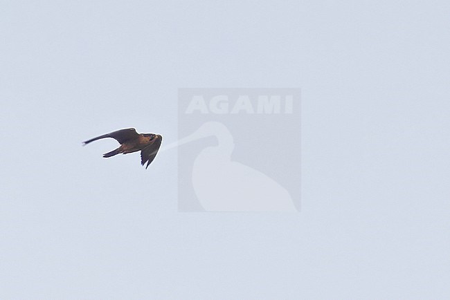 Taita Falcon (Falco fasciinucha) in flight in Tanzania. stock-image by Agami/Dubi Shapiro,