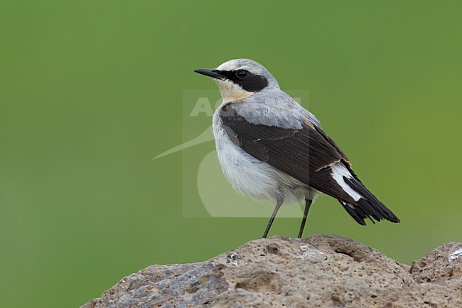 Mannetje Tapuit; Male Northern Wheatear stock-image by Agami/Daniele Occhiato,