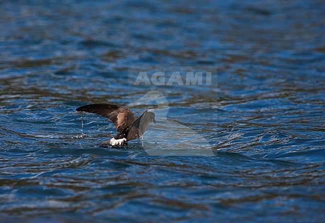 Wilsons Stormvogeltje duikend naar voedsel; Wilsons Storm-petrel diving for food stock-image by Agami/Marc Guyt,