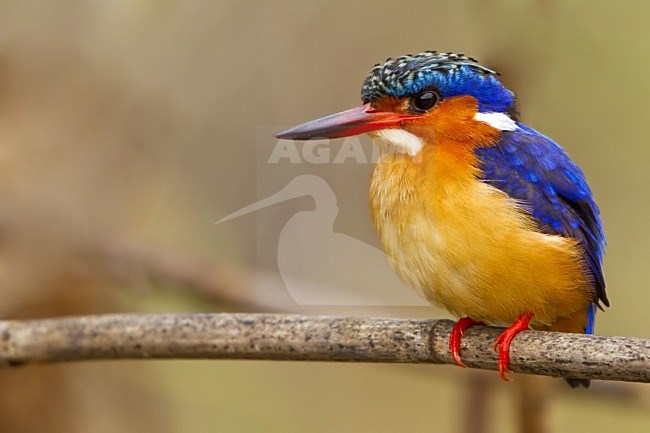 Malagasy Kingfisher (Corythornis vintsioides) perched. stock-image by Agami/Dubi Shapiro,