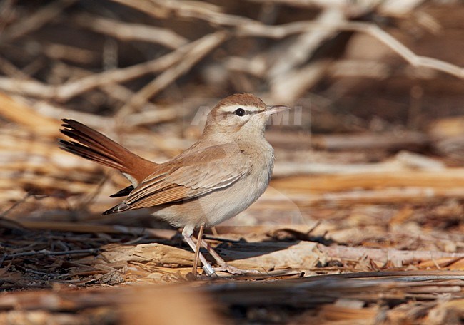 Oostelijke Rosse Waaierstaart staand op grond; Eastern Rufous-tailed Scrub-robin perched on ground stock-image by Agami/Markus Varesvuo,