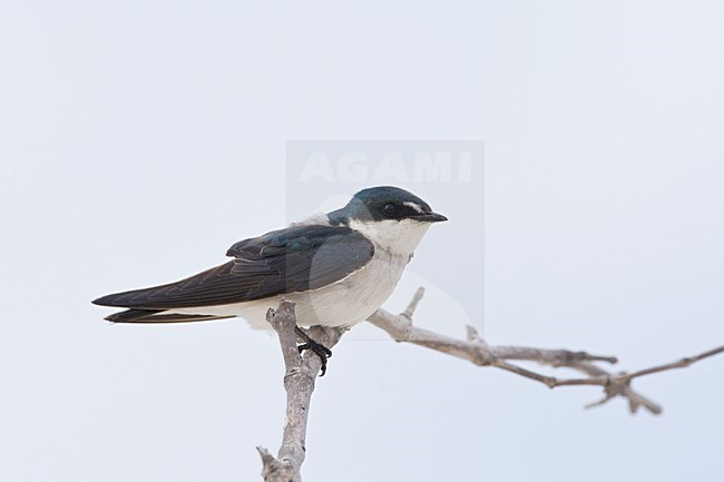 Mangrovezwaluw zittend op een tak, Mangrove Swallow perched on a branch stock-image by Agami/Wil Leurs,