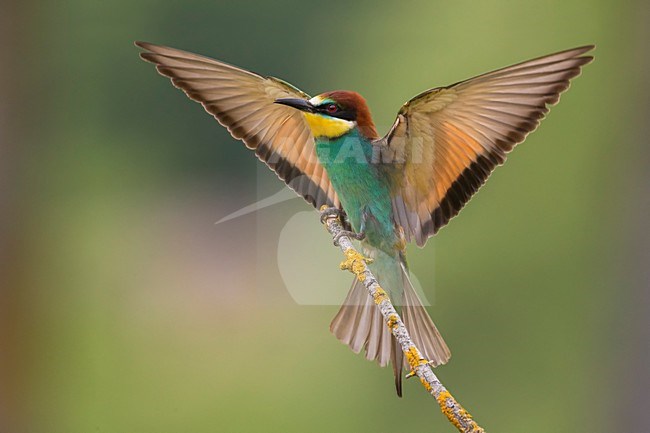 Bijeneter, European Bee-eater, Merops apiaster stock-image by Agami/Daniele Occhiato,